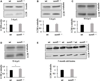 Unexpected Phenotype Reversion and Survival in a Zebrafish Model of Multiple Sulfatase Deficiency